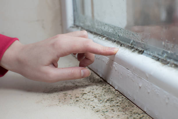 Best Commercial Mold Inspection  in Wildwood, TN
